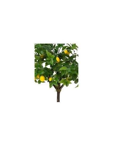 ARBOL LIMONERO